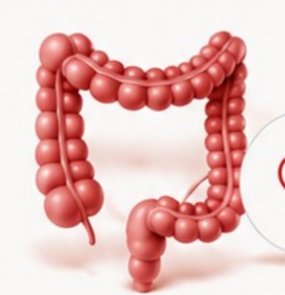 Illustration of the large intestine (colon)